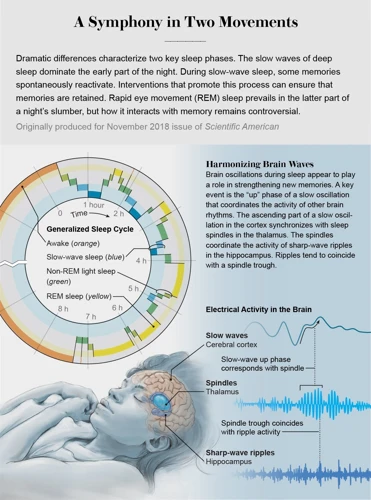 The Brain And Rem Sleep