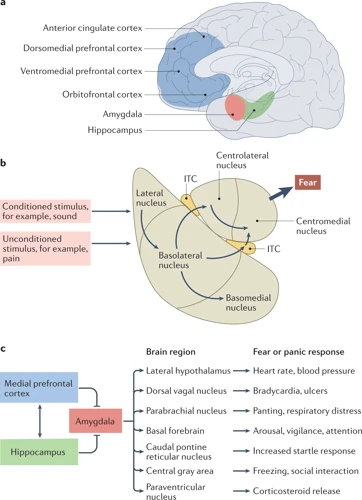 The Connection Between Ptsd And Nightmare Disorders