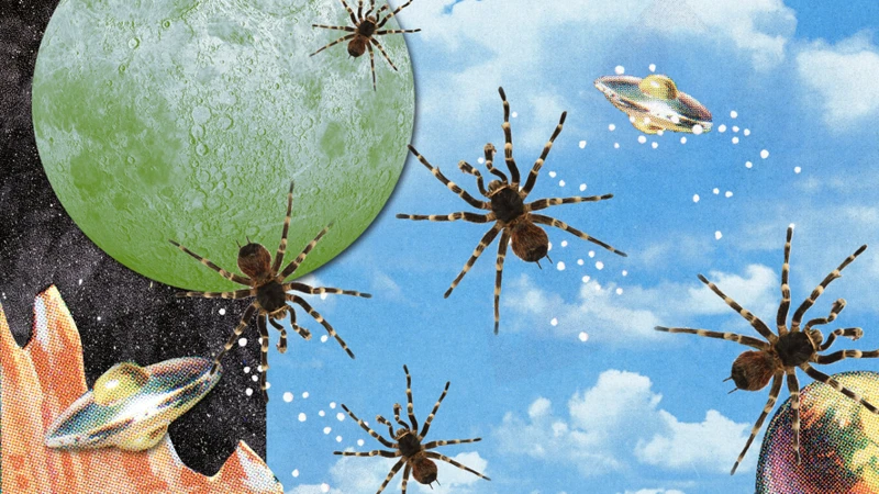 The Symbolism Of Spiders In Dreams