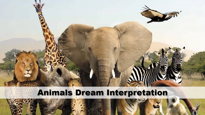 Tips For Interpreting Animal Dreams