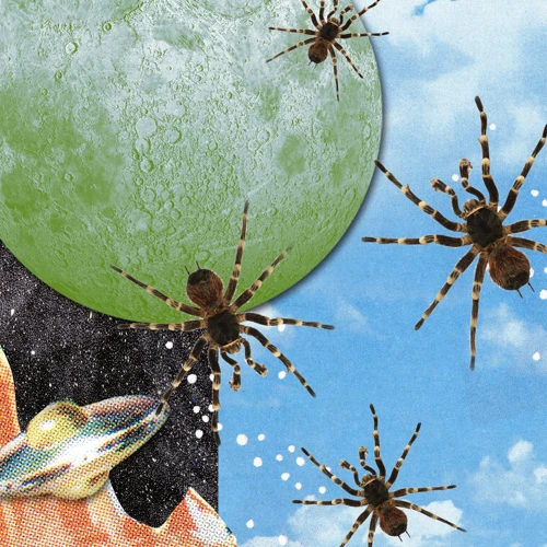Why Do We Dream Of Spiders?